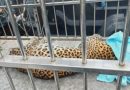 Macan Tutul Masuk Permukiman Tawangmangu, Dievakuasi dan Dibawa ke Solo Safari