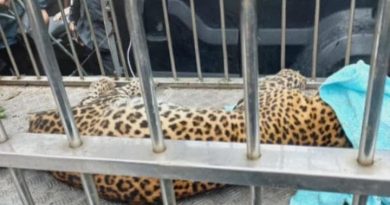 Macan Tutul Masuk Permukiman Tawangmangu, Dievakuasi dan Dibawa ke Solo Safari