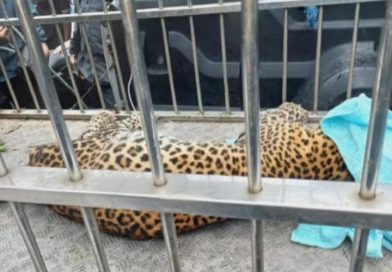Macan Tutul Masuk Permukiman Tawangmangu, Dievakuasi dan Dibawa ke Solo Safari Macan Tutul Masuk Permukiman Tawangmangu, Dievakuasi dan Dibawa ke Solo Safari