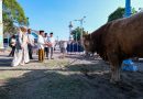 Sapi Kurban Presiden di Solo Diberi Nama “Si Bambang”, Sapi dari Gibran Dipanggil “Si Kevin”