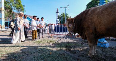 Sapi Kurban Presiden di Solo Diberi Nama “Si Bambang”, Sapi dari Gibran Dipanggil “Si Kevin”