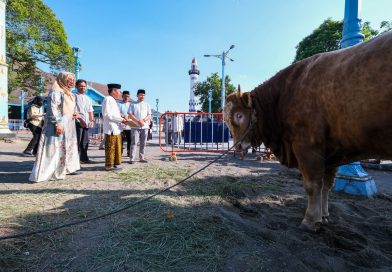 Sapi Kurban Presiden di Solo Diberi Nama “Si Bambang”, Sapi dari Gibran Dipanggil “Si Kevin”